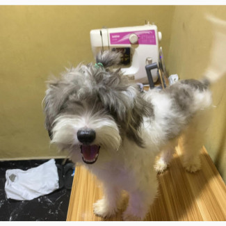 1+ year Female Purebred Maltese