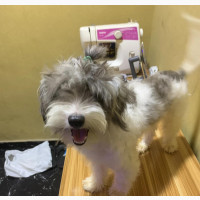 1+ year Female Purebred Maltese