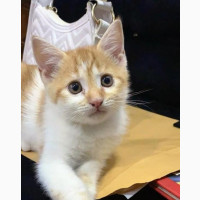 Exotic Ginger Kitten - Male, 1-3 Months Old