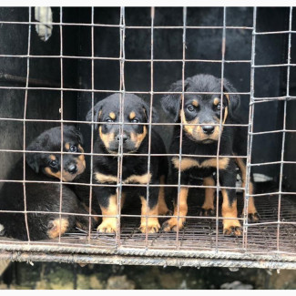 Female Purebred Rottweiler - Top Quality Puppies