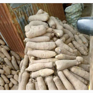 Benue White Yams