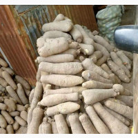 Benue White Yams