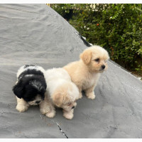 Female Purebred Lhasa Apso Puppies Available