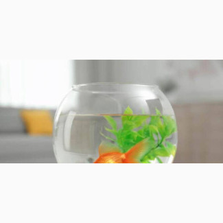 6L Fishbowl with Big Goldfish and Decor - Perfect Home for Your Goldfish