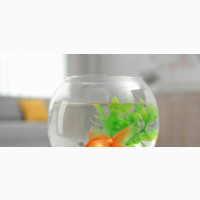 6L Fishbowl with Big Goldfish and Decor - Perfect Home for Your Goldfish