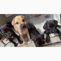 Male Purebred Boerboel Puppy - Excellent Guard Dog