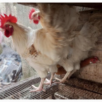 Matured Chickens for Sale