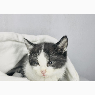 3-6 months Male Purebred European shorthair