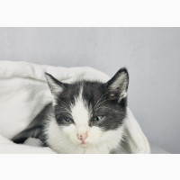 3-6 months Male Purebred European shorthair