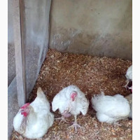 Live Broilers