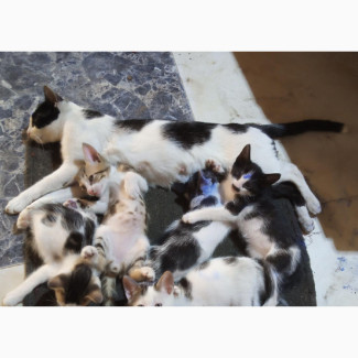 1-3 months Male Mixed Breed Mixed