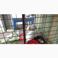 Matured Rabbits - Male and Female at Point of Birth