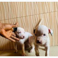 1-3 months Male Mixed Breed American Pit Bull Terrier