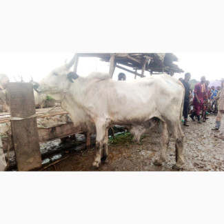 Big Cow for Sale
