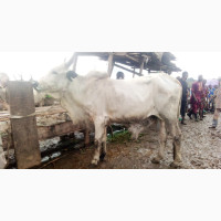 Big Cow for Sale