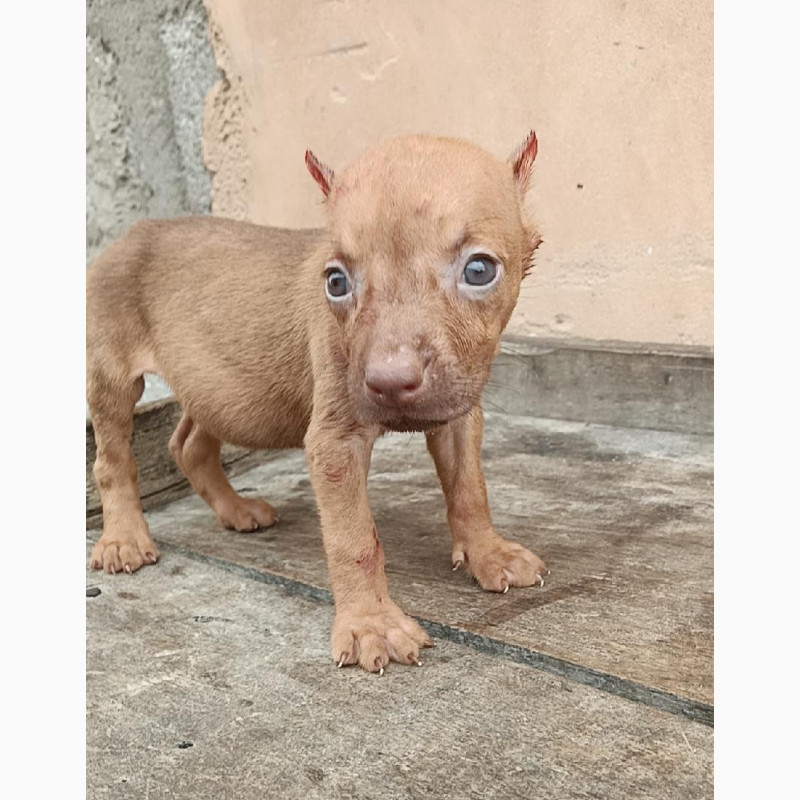Фото 1/1. Female Purebred American Pit Bull Terrier