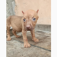 Female Purebred American Pit Bull Terrier
