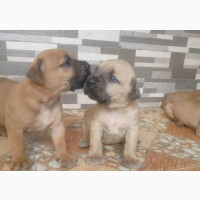 Female Purebred Boerboel - Healthy and Available