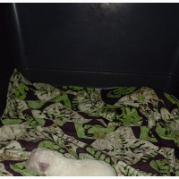 0-1 month Male Purebred American Eskimo