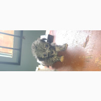 Female Purebred Lhasa Apso Puppies for Sale