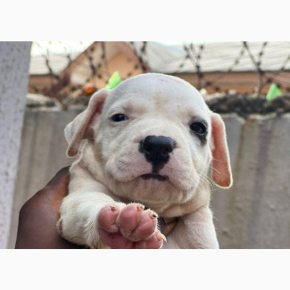 Female American Pit Bull Terrier - 1-3 Months Old