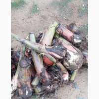 Giant Cameroonian Species Plantain Sucker(Agbagba)