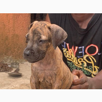 Female Purebred Boerboel Puppy Available for Adoption
