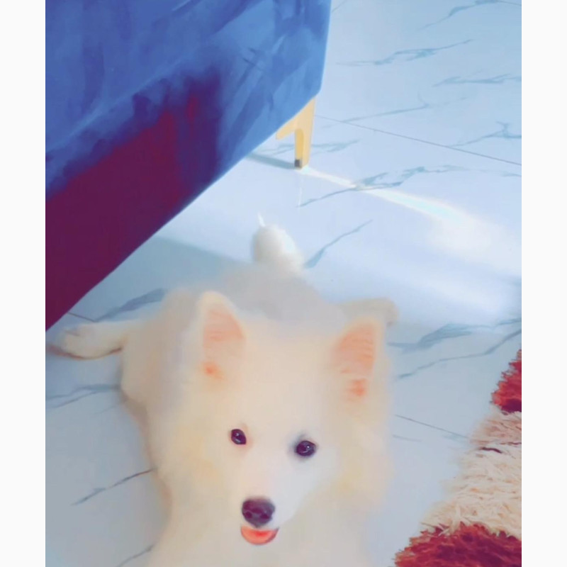 Фото 1/1. Female American Eskimo Puppy 6-12 Months Old