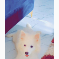 Female American Eskimo Puppy 6-12 Months Old
