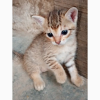 Female Egyptian mau kitten
