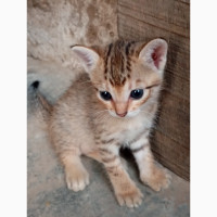 Female Egyptian mau kitten