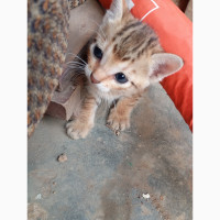 Female Egyptian mau kitten