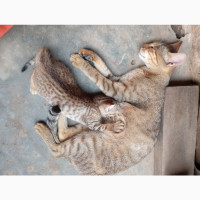 Female Egyptian mau kitten