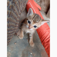 Female Egyptian mau kitten