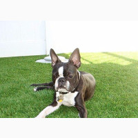 Artificial Turf Suitable For Pets
