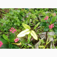 Landscape Plant Nursery for Home, Hotels Beautification