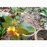 Landscape Plant Nursery for Home, Hotels Beautification
