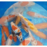 Koi Cap Fish