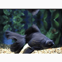 Black Moore Aquarium Fish
₦ 15, 000