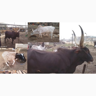 Cow, Sheep and Goats of Different Sizes at Affordable Prize