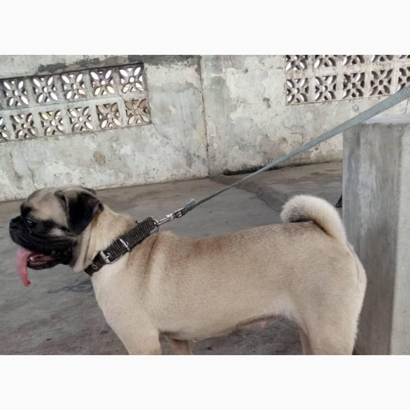 Фото 1/1. 1-3 months Female Purebred Pug