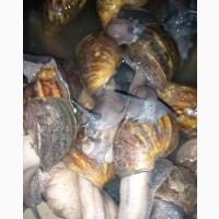 Live SNAILS - High-Quality Export Grade