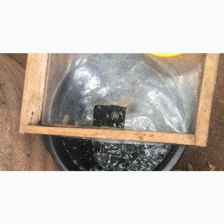 Fisheries, Fingerlings, Juveniles, Smokers Table Size Fish