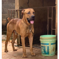 Male Purebred Boerboel - Excellent Stud and Security Dog