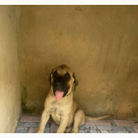 3-6 Month Male Purebred Bullmastiff