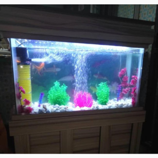 Aquarium Design