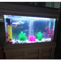 Aquarium Design