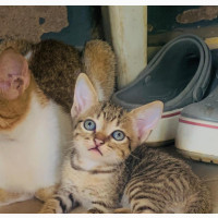 0-1 month Female Purebred Bengal