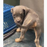 3-6 months Female Purebred American Bully
