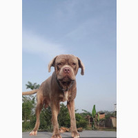 1+ year Male Purebred Neapolitan Mastiff